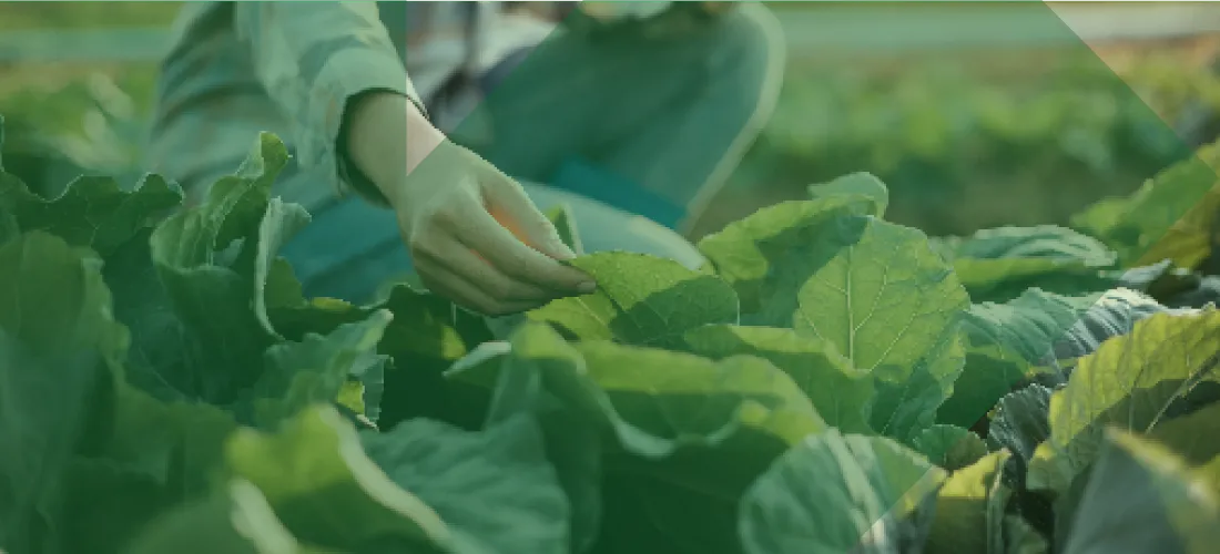 Bio proteção de culturas - combinação de soluções de base biológica e convencionais.