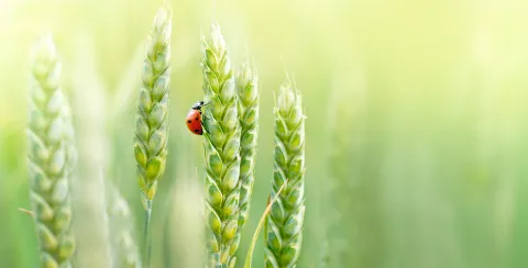 four ears of wheat, still green, with a ladybird perched on one of them.