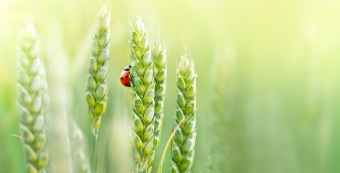 four ears of wheat, still green, with a ladybird perched on one of them.