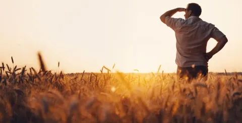 man on his back in a field of golden-coloured barley, on a late afternoon, with the sunset, watching the horizon