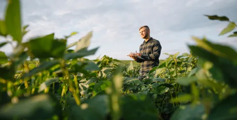 technician in a field of soybeans taking notes in pen and paper.