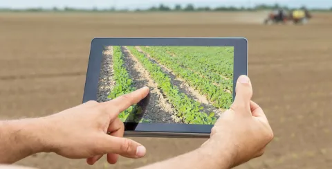 hand pointing at an image in a tablet, showing a cultivated field. Harvested field in the background.