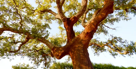 photo of an imposing cork oak on a sunny afternoon