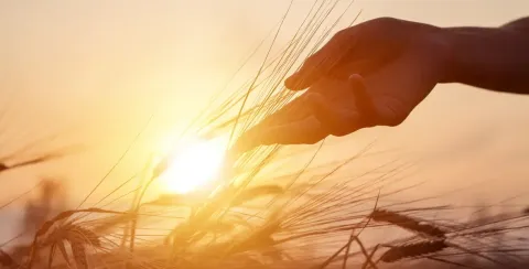 sunset image of a hand touching a ear of barley in a field