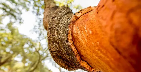 close up of the trunk of a cork oak, from bottom to top, where we can see part of the trunk without the cork