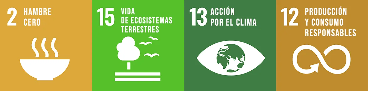 Objetivos de Desarrollo Sostenible de las Naciones Unidas en que Ascenza está trabajando: 2 -Hambre Cero, 15- Vida de ecosistemas terrestres, 13 - Acción por el clima y 12 - Producción y consumo responsables