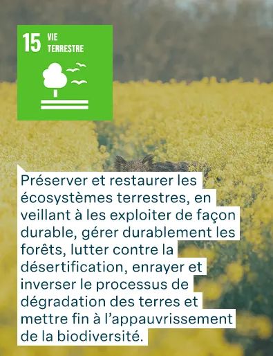 Objectifs de développement durable des Nations Unies : Vie Terrestre - Préserver et restaurer les écosystèmes terrestres, en veillant à les exploiter de façon durable, gérer durablement les forêts, lutter contre la désertification, enrayer et inverser le processus de dégradation des terres et mettre fin à l’appauvrissement de la biodiversité.