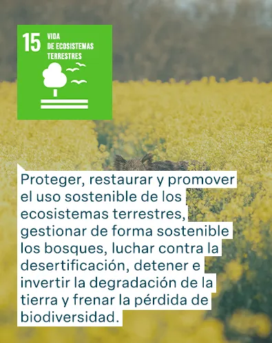 Objetivos de Desarrollo Sostenible de las Naciones Unidas: Vida de Ecosistemas Terrestres - Proteger, restaurar y promover el uso sostenible de los ecosistemas terrestres, gestionar de forma sostenible los bosques, luchar contra la desertificación, detener e invertir la degradación de la tierra y frenar la pérdida de biodiversidad.