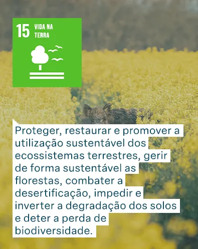 Objetivos de Desenvolvimento Sustentável das Nações Unidas: Vida na Terra - Proteger, restaurar e promover a utilização sustentável dos ecossistemas terrestres, gerir de forma sustentável as florestas, combater a desertificação, impedir e inverter a degradação dos solos e deter a perda de biodiversidade.