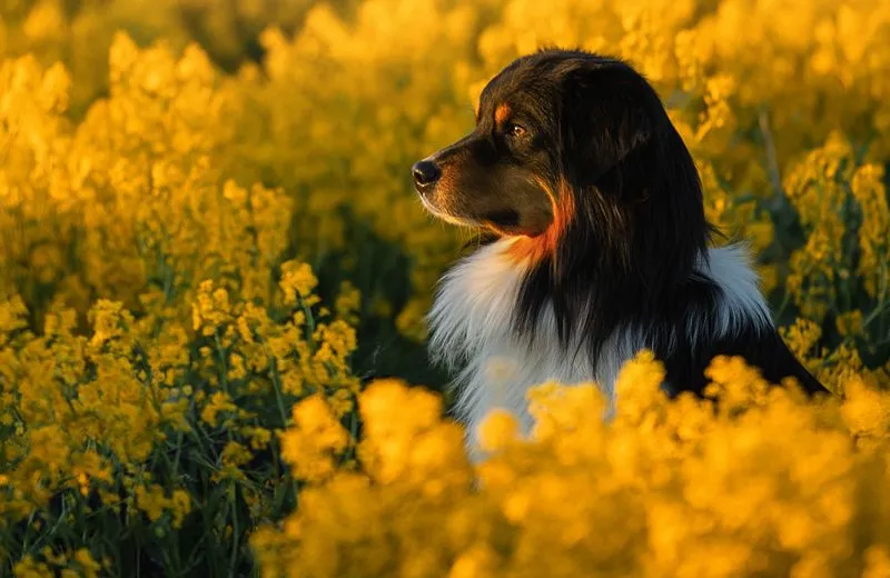  dog in a rapeseed field