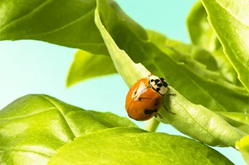 Ladybug setting on a leaf